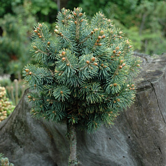 Ель Шренка "Чимбилак" (Chimbulak)
