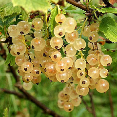 Смородина белая "Вайт Перл" (White pearl)